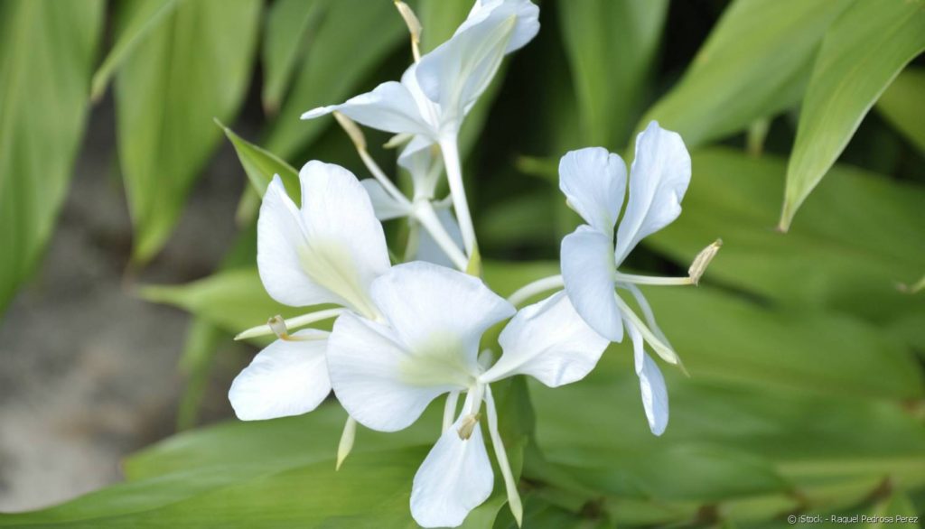 Mariposa-Cuba-Linda