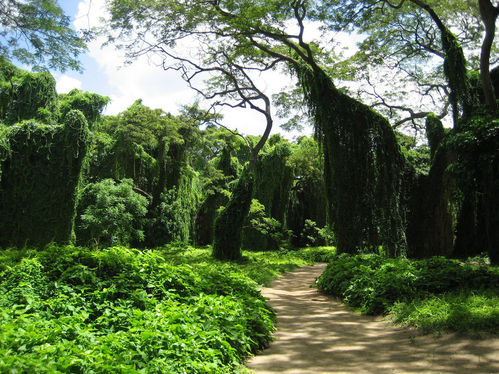 Bosque de la Habana